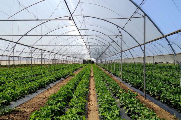 Bandırma Sebze Seralarında Üretim Takibi